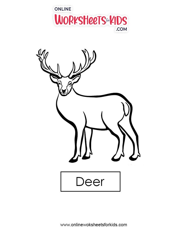 Deer