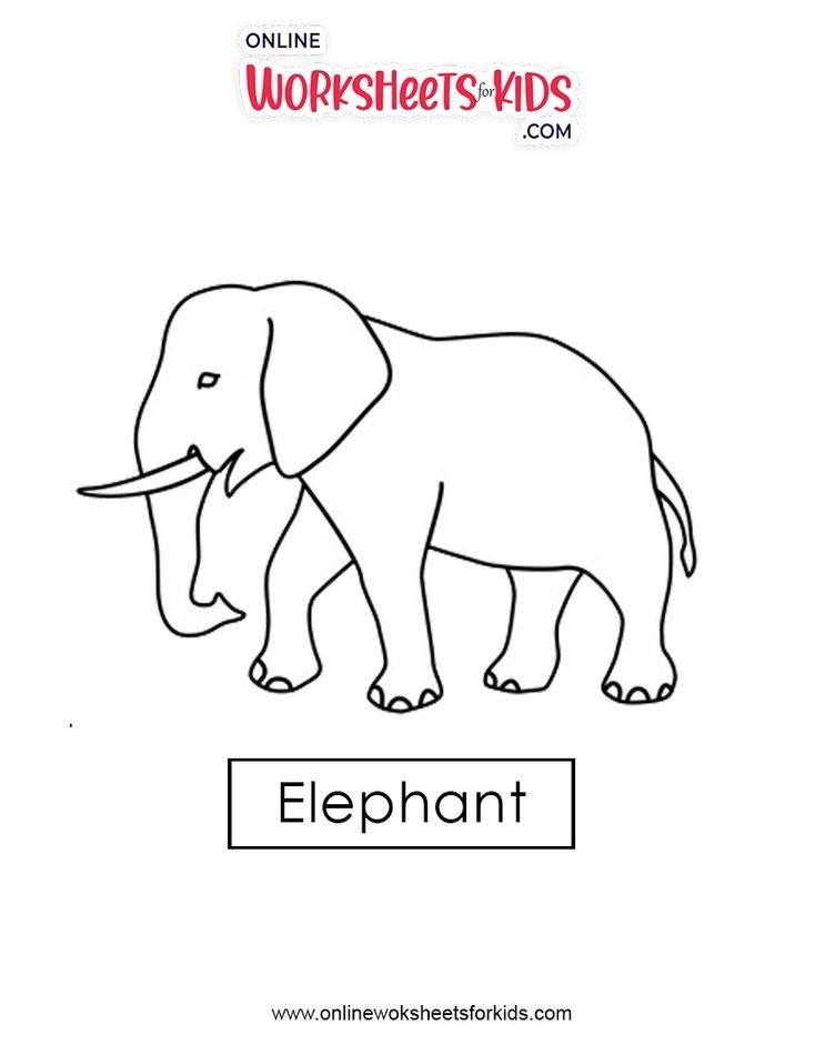 Elephant