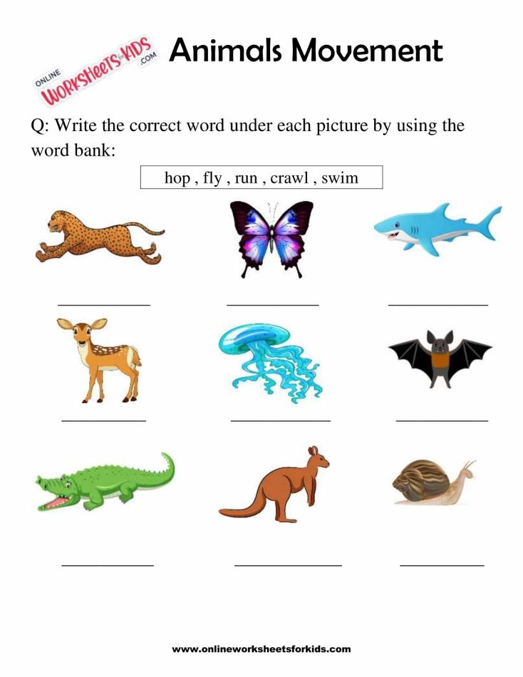 Animals Movement Worksheets For 1st Grade 2