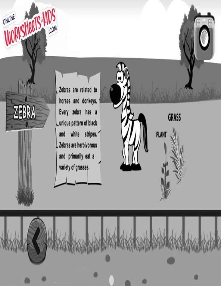 Zebra