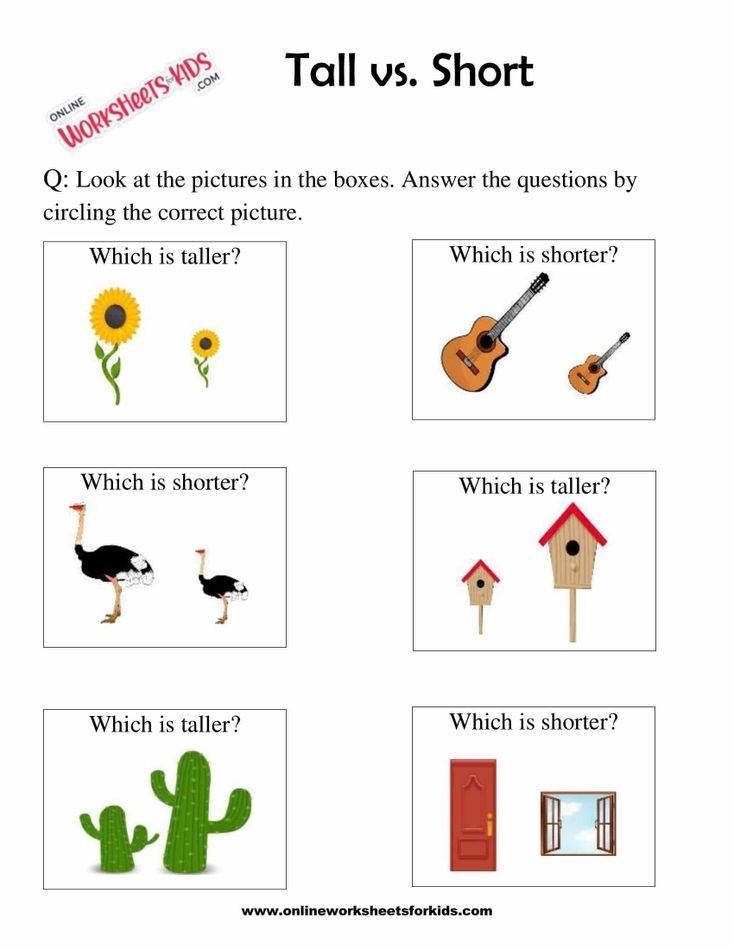 Circle The Taller Or Shorter Object 3