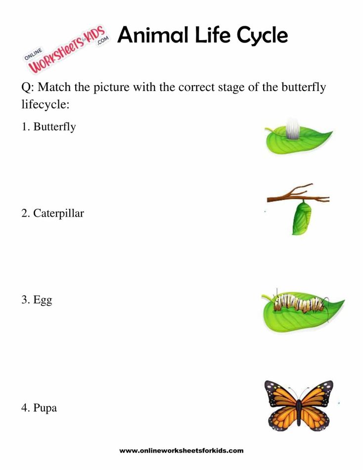 Animal Life Cycle Worksheets For 1st Grade 2