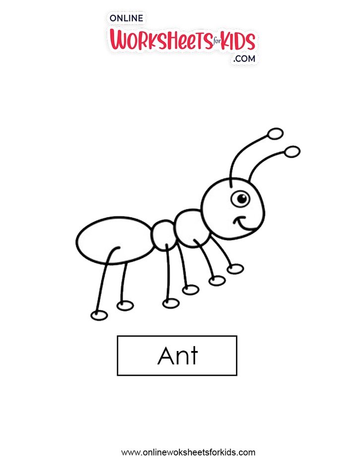 Ant