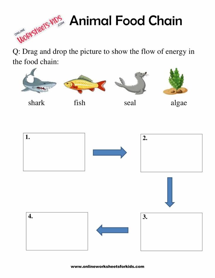 Animal Food Chain Worksheet For Grade 1-4