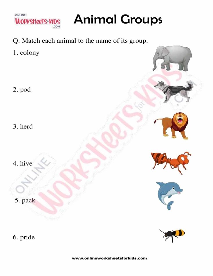 Animal Groups 01