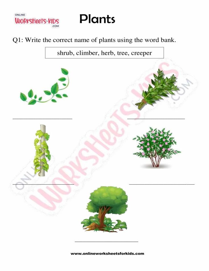 Plants 04