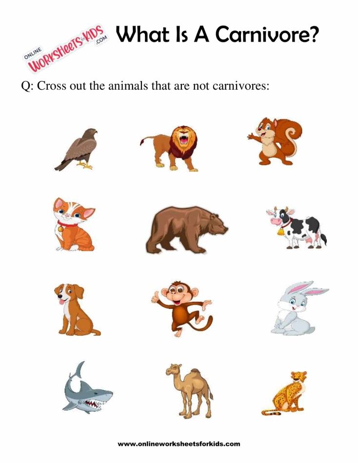 What Is A Carnivore Worksheets For 1st Grade 4