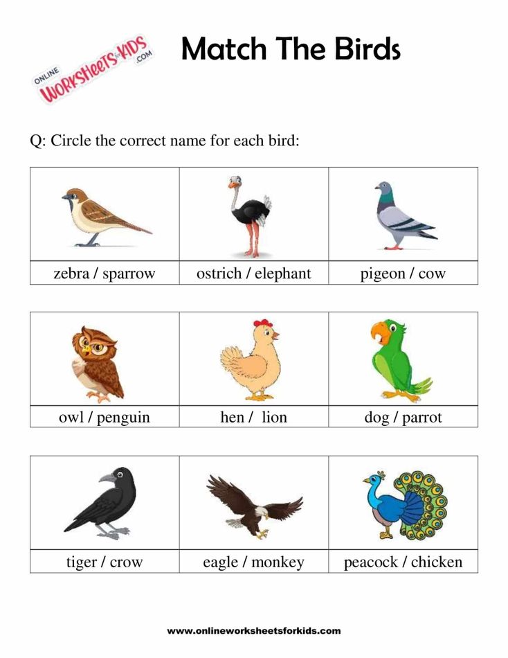 Match The Birds 3