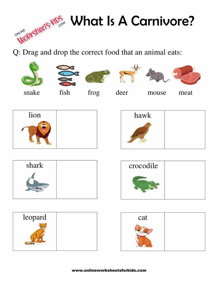What Is A Carnivore Worksheets For 1st Grade 5