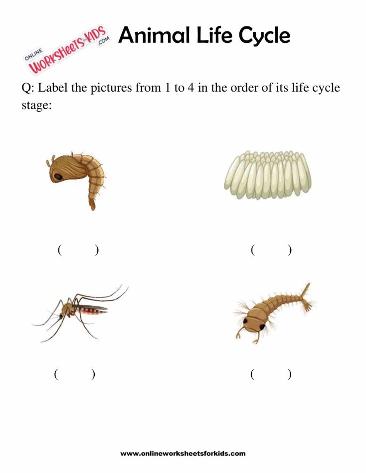 Animal Life Cycle Worksheets For 1st Grade 8