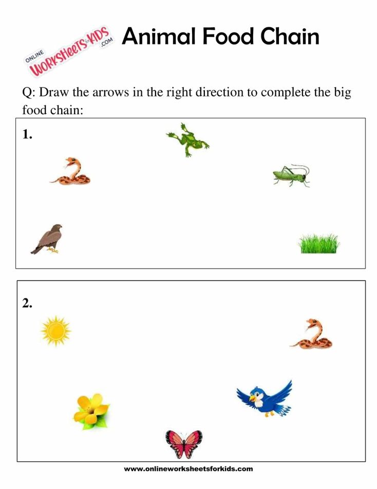 Animal Food Chain Worksheet For Grade 1-10