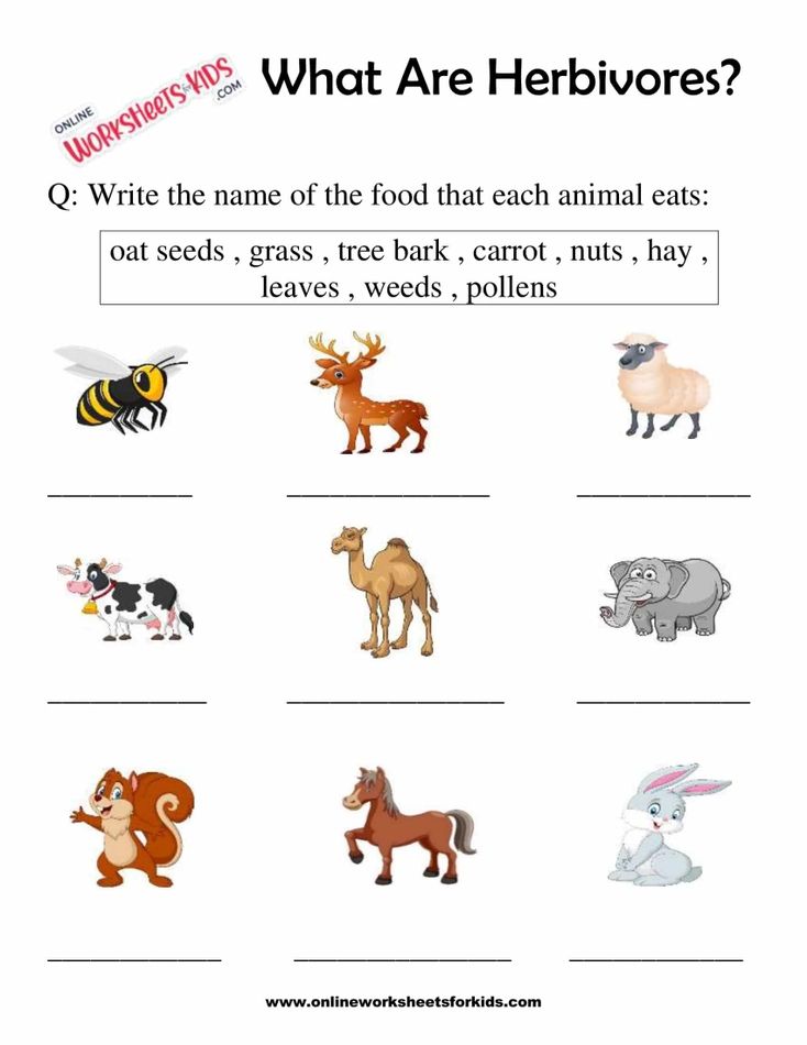 What Are Herbivores Worksheets For 1st Grade 7