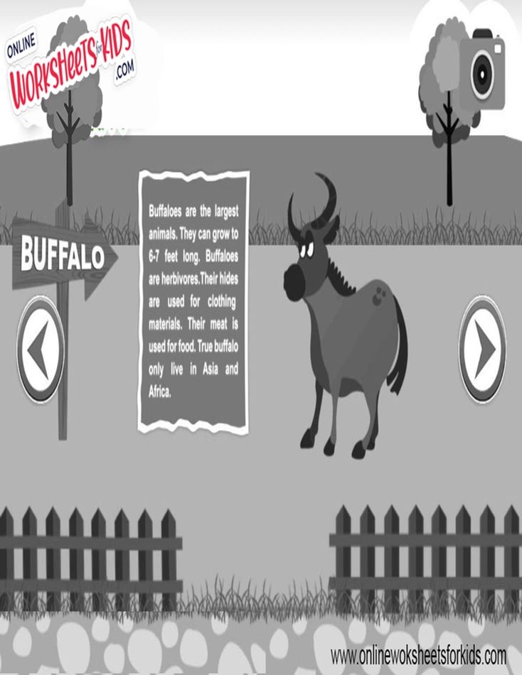 Buffalo