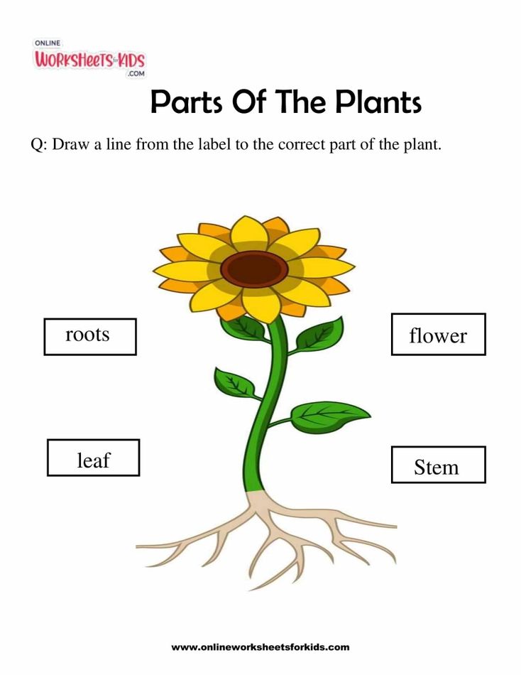 Parts Of The Plants 1