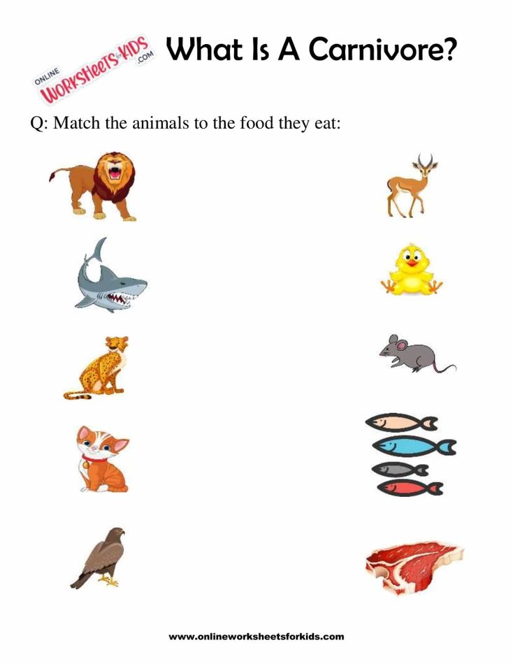 What Is A Carnivore Worksheets For 1st Grade 3
