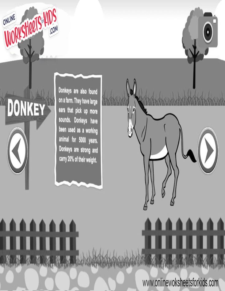 Donkey