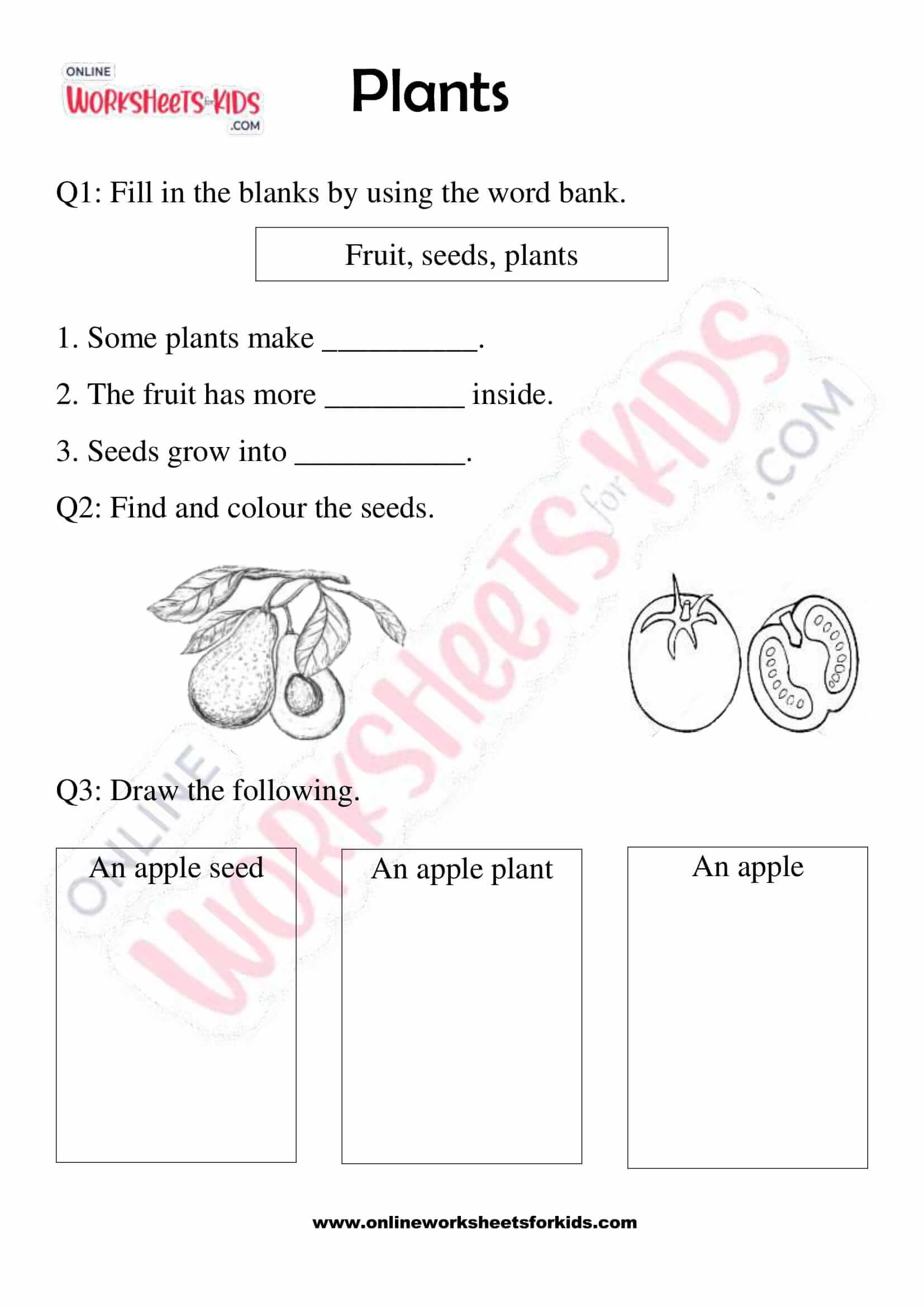 Free Printable Plants Worksheets For Grade 2