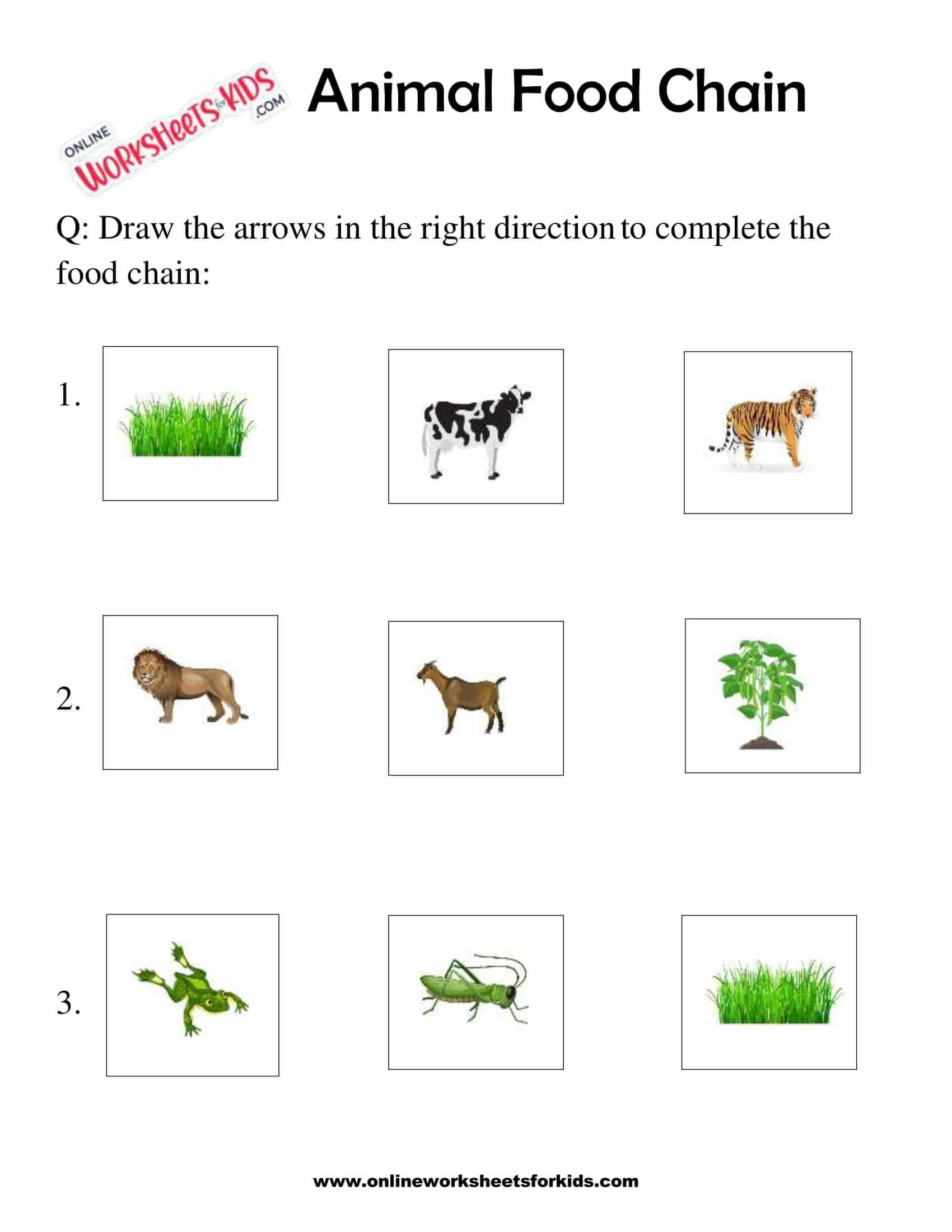 food from animals worksheet