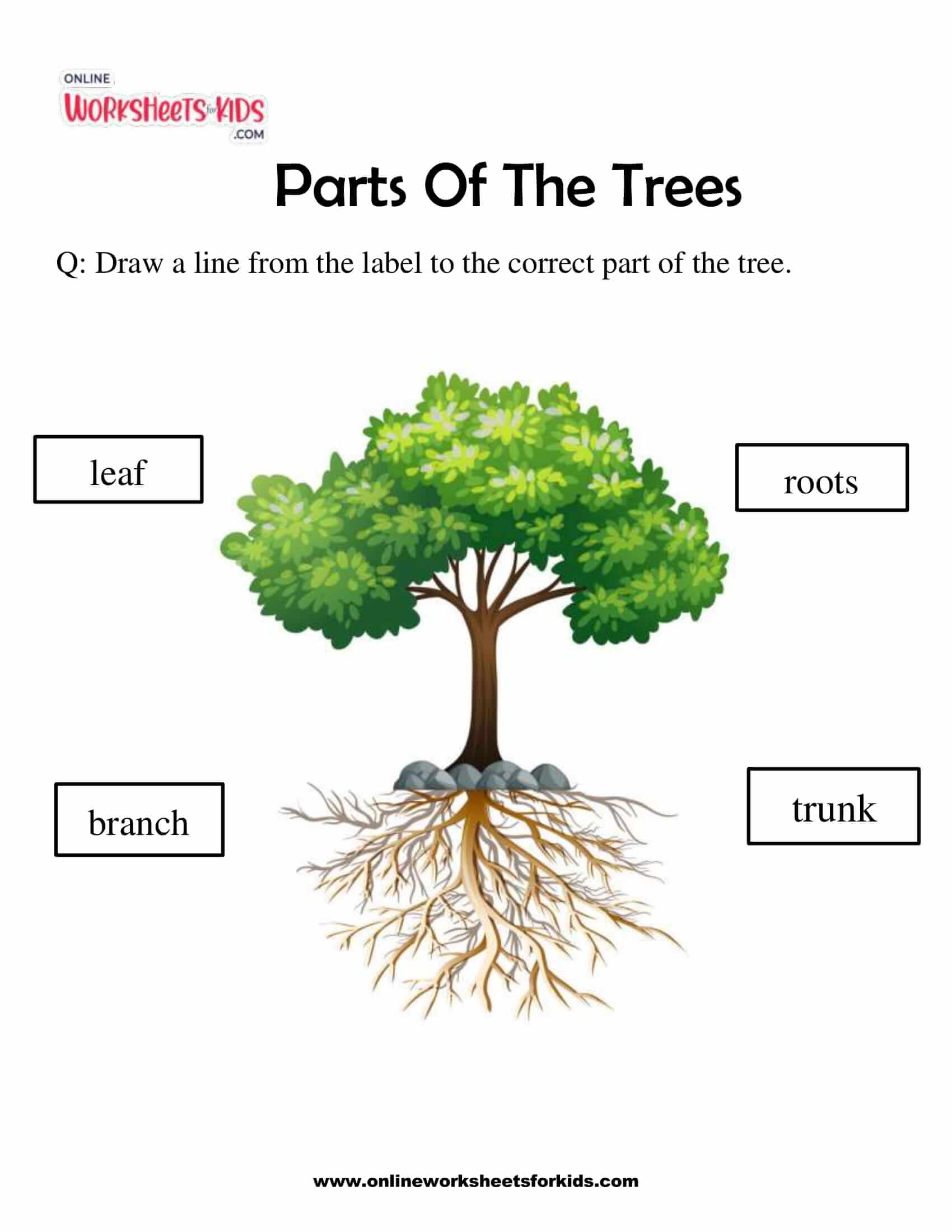 parts of tree worksheet