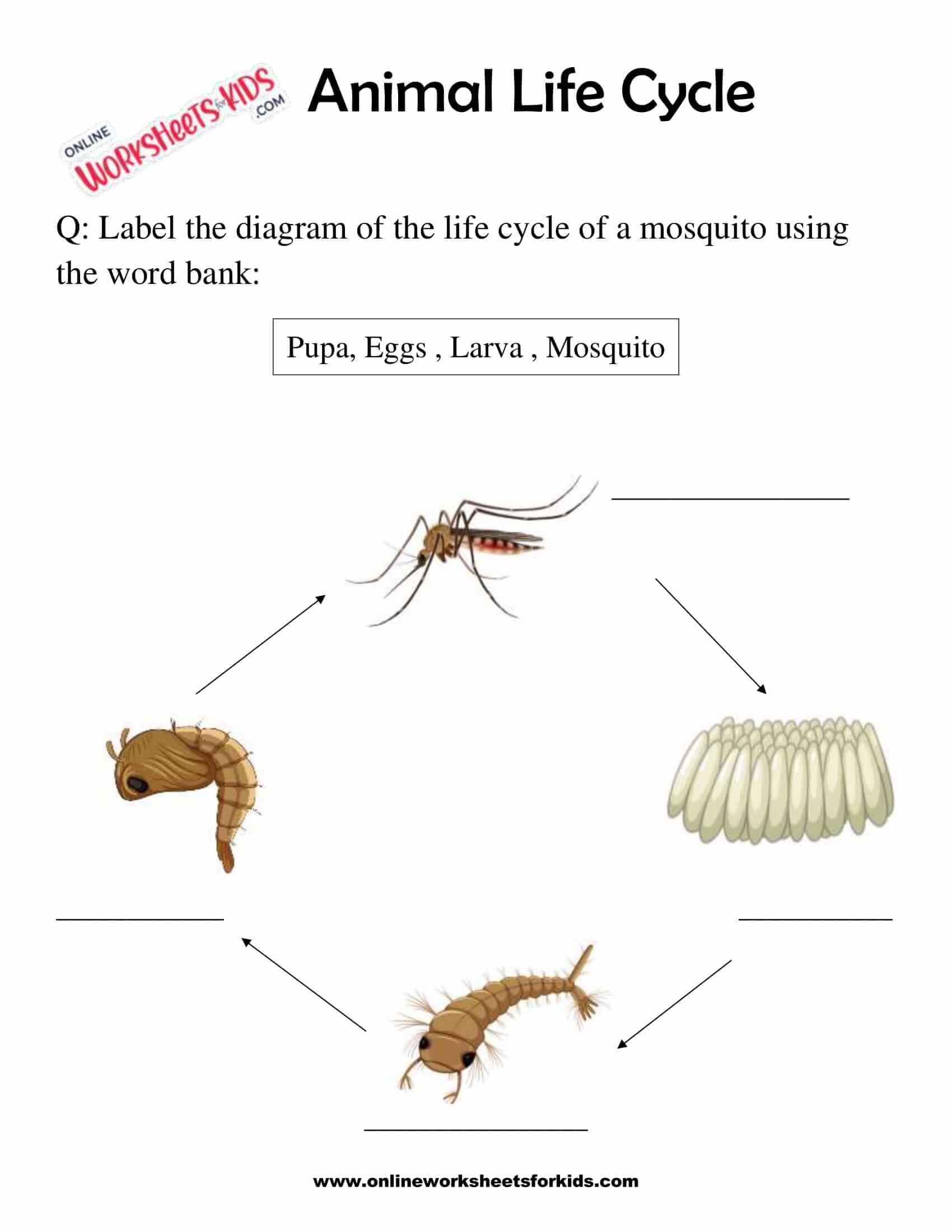 life-cycle-of-animals