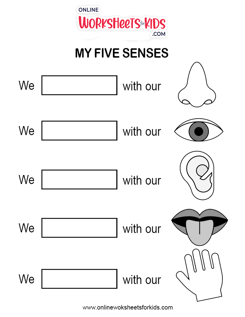 5 senses worksheet