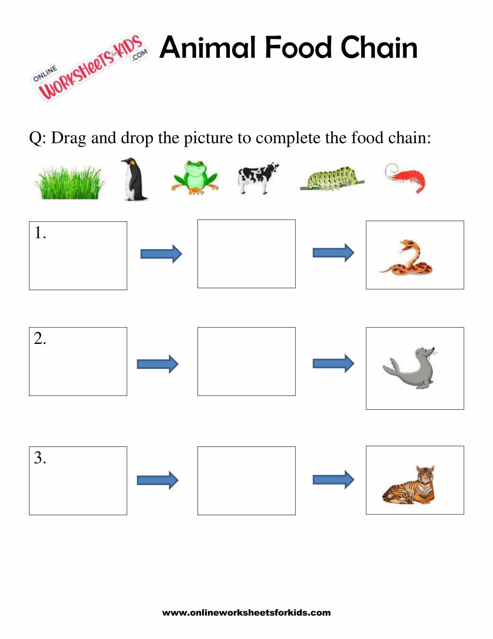 simple food chain worksheet