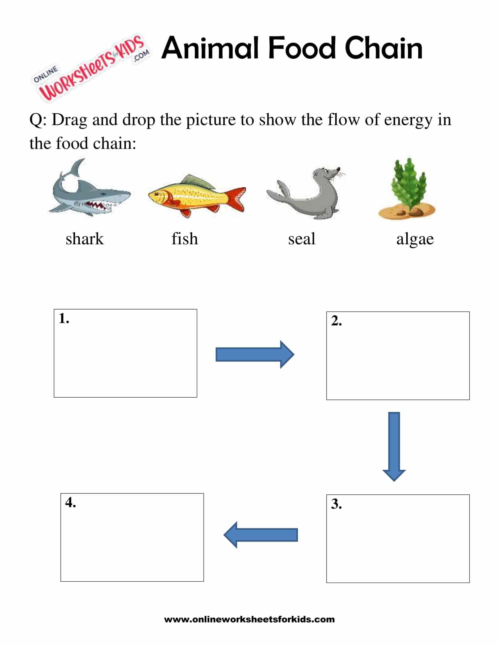 Animal Food Chain Worksheet For Grade 1-9