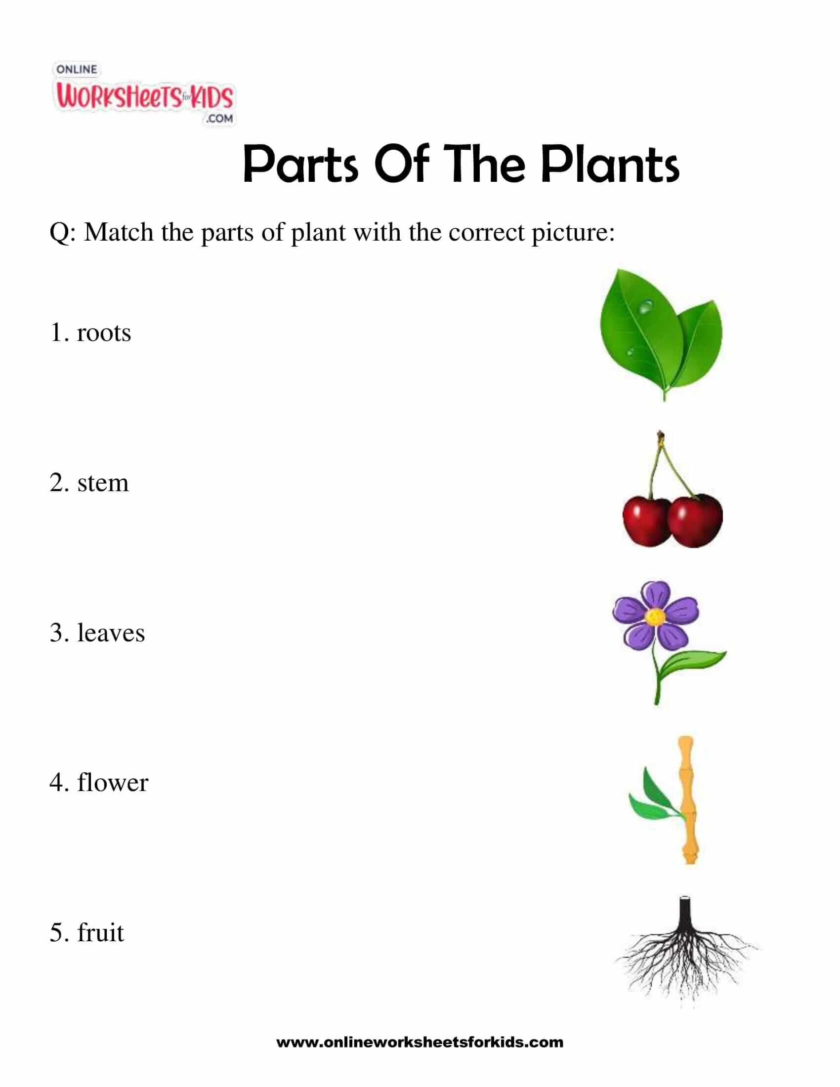Parts Of The Plants 5