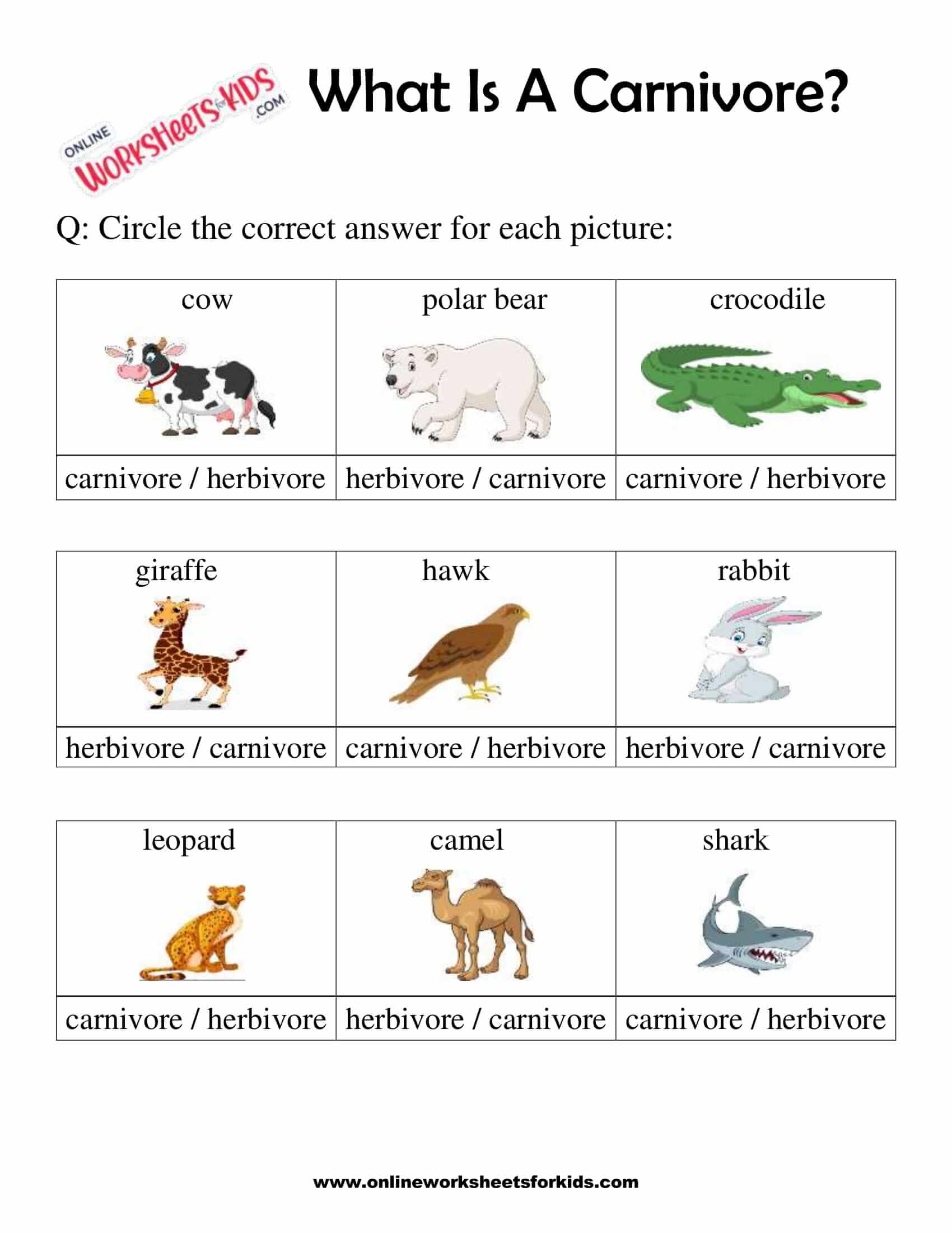 What Is A Carnivore Worksheets For 1st Grade 8